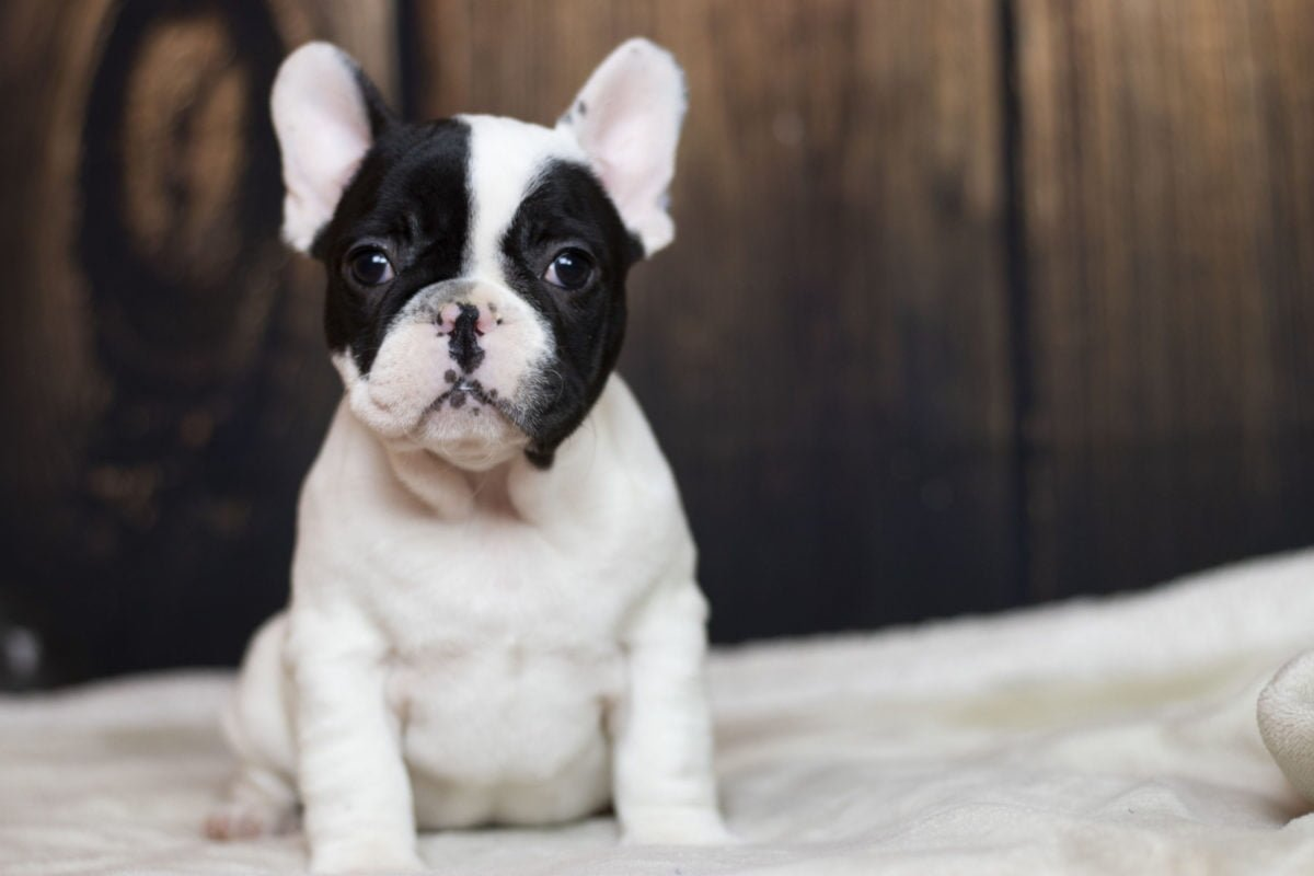 Black_Pied_Frenchie
