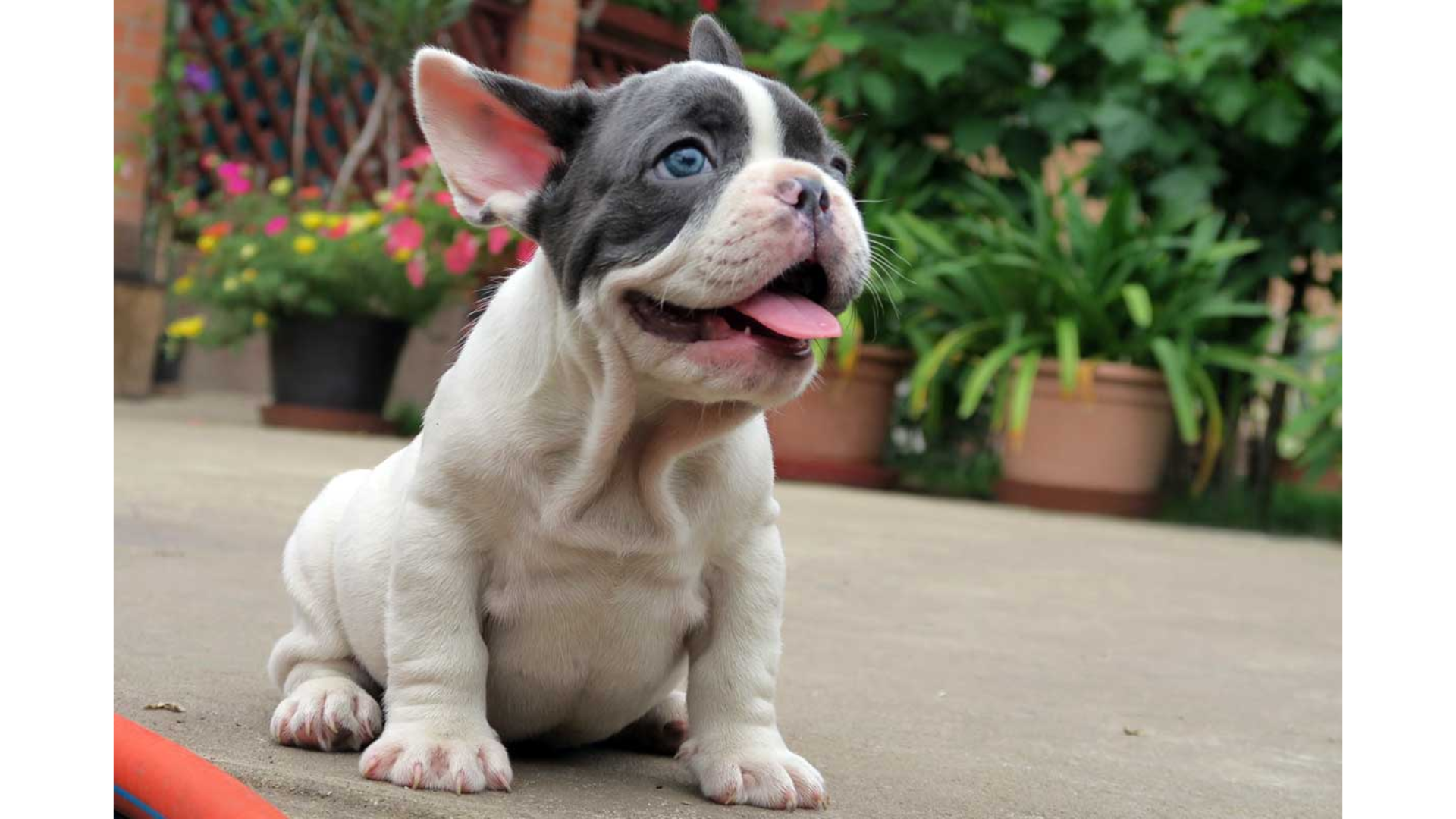 Blue_Pied_Frenchie