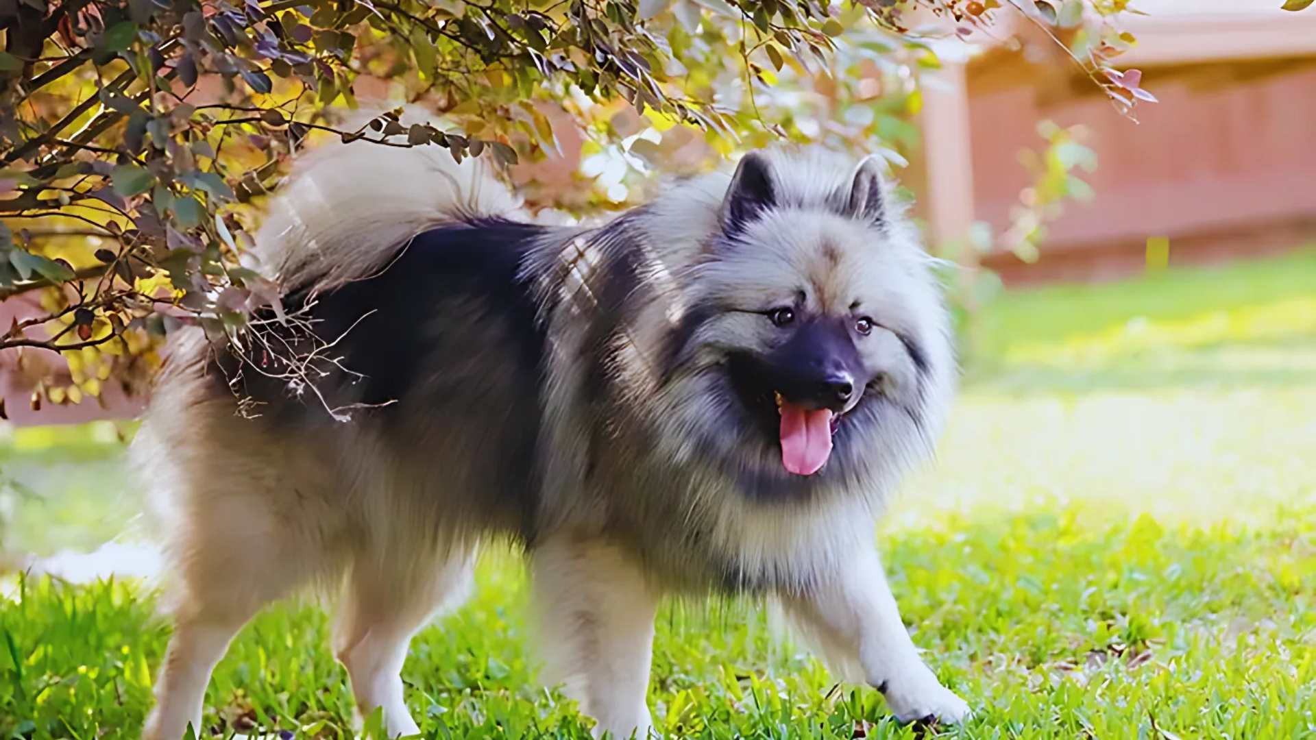 Keeshond
