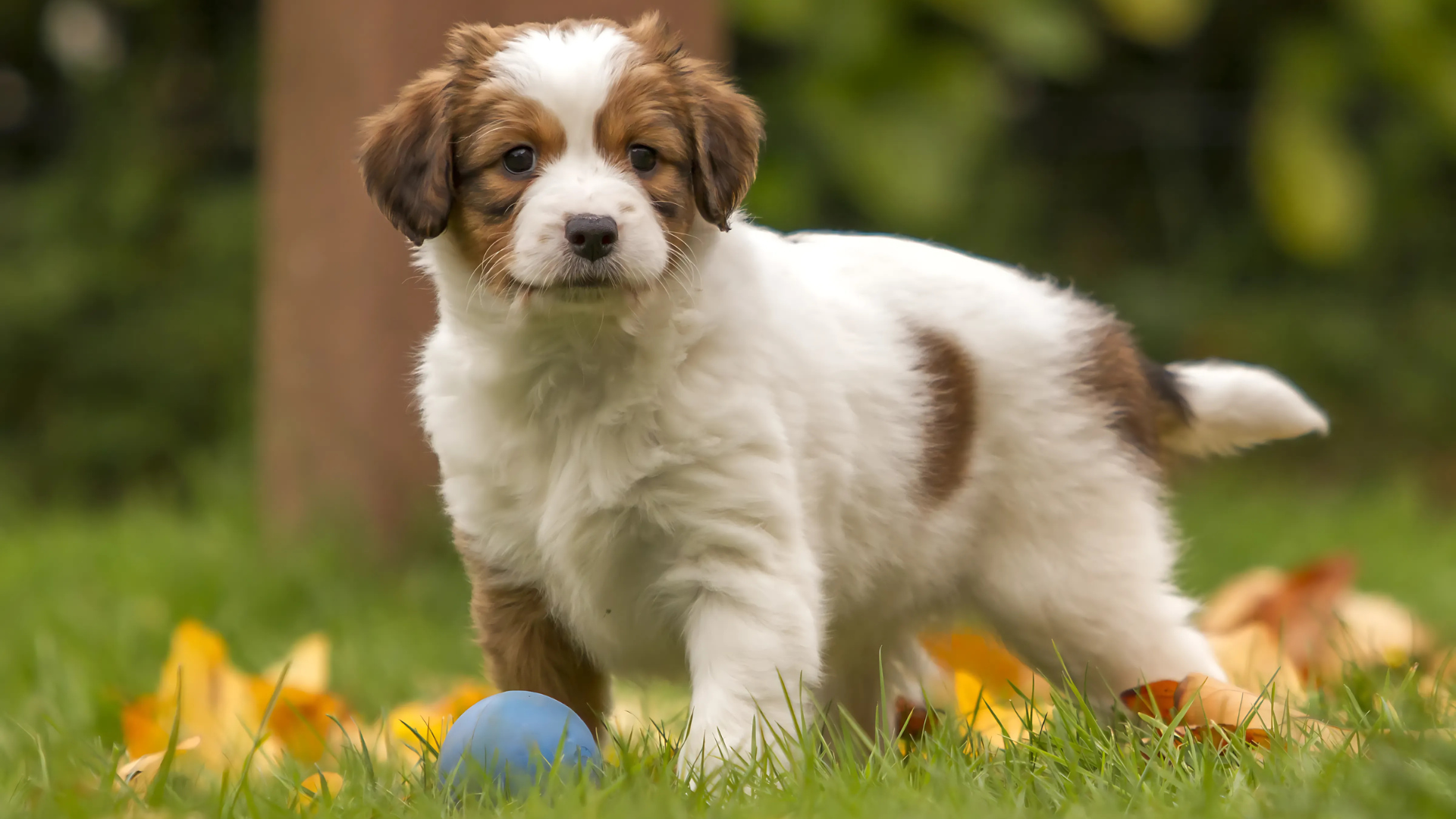 Kooikerhondje