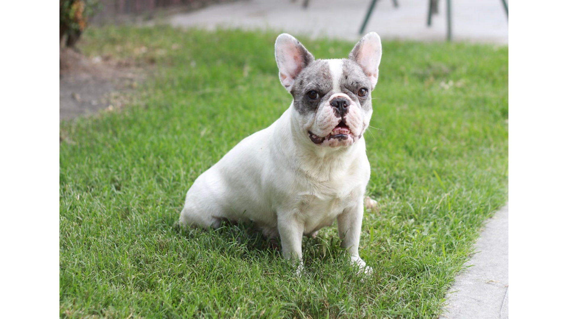 Merle_Pied_Frenchie