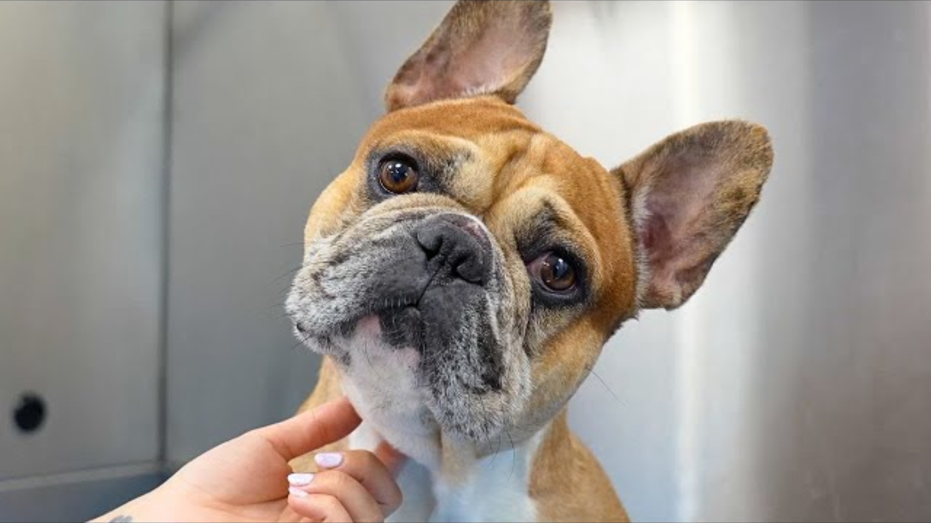 Raising_Healthy_French_Bulldog_Puppies