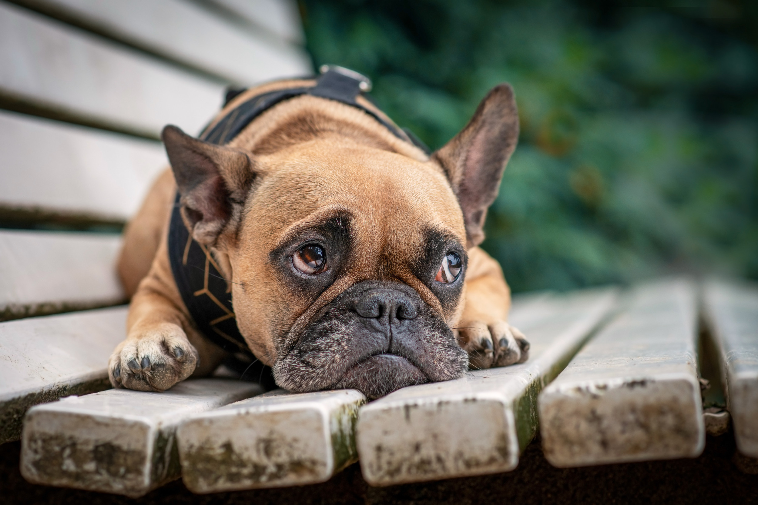 Reason Why do French Bulldogs Fart so Much