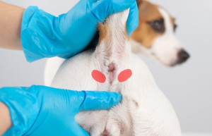 The Top Reason- Anal Gland Troubles