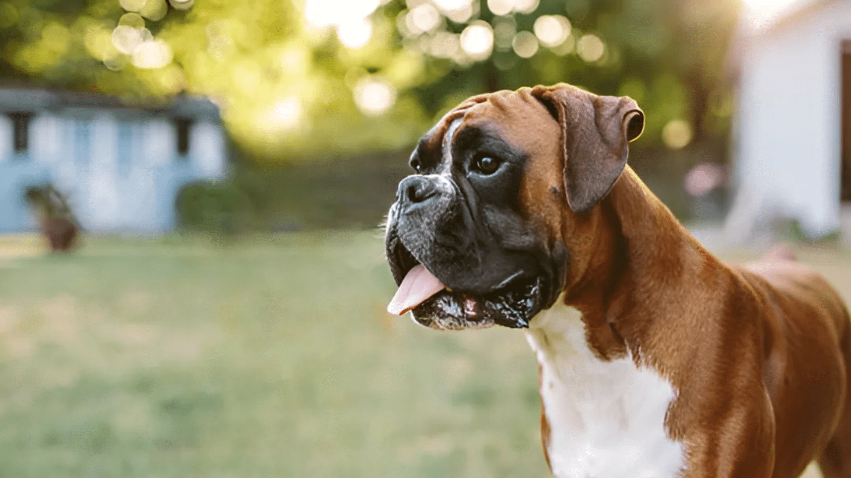 Boxer