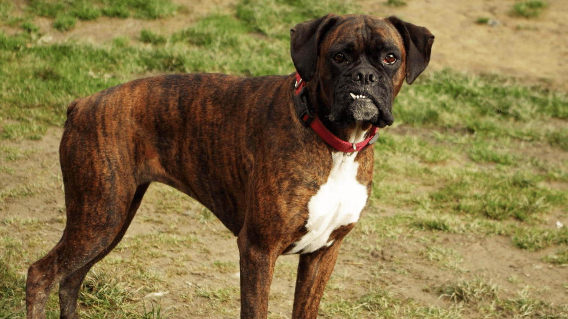 Boxer