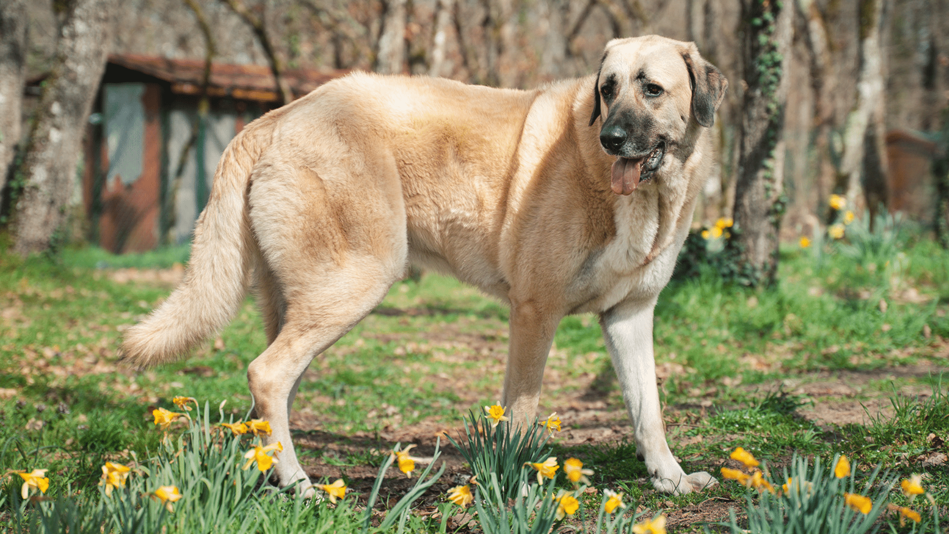Kangal (1)