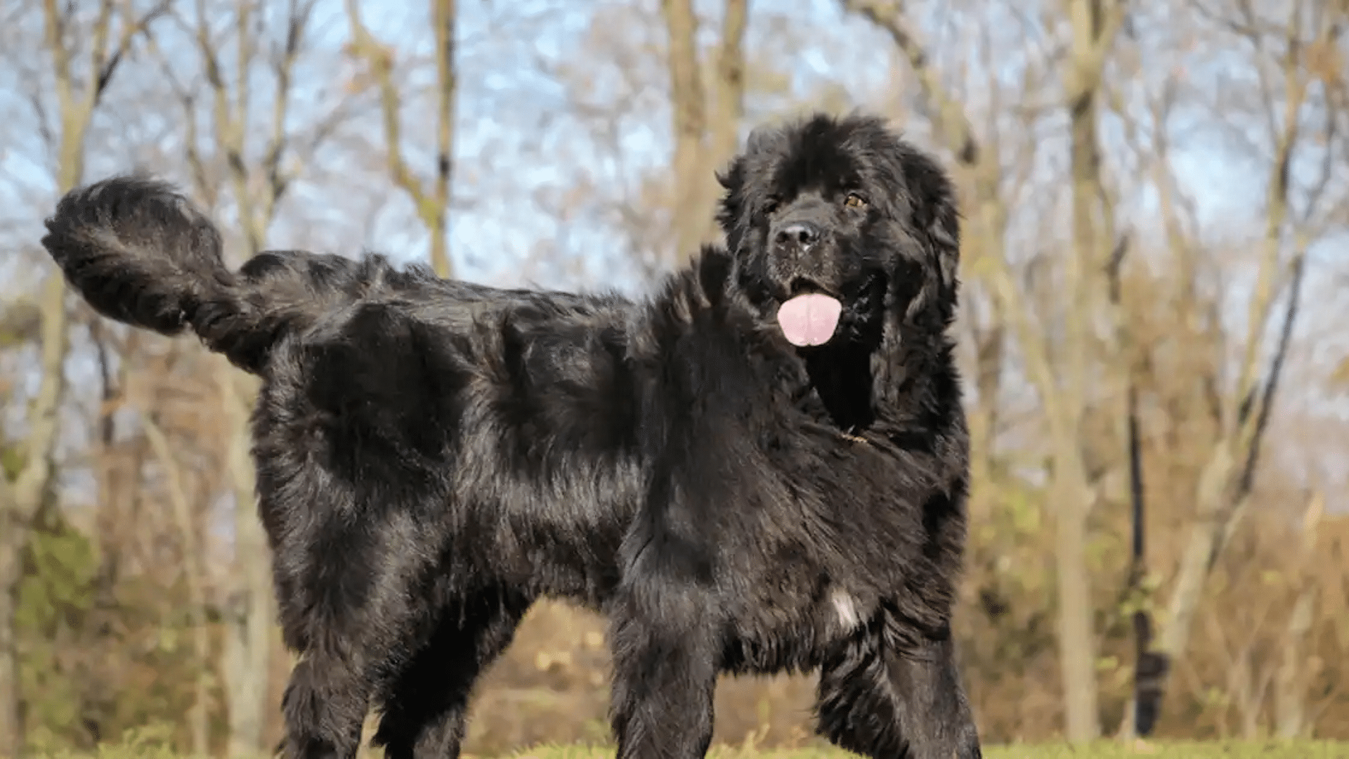 Newfoundland