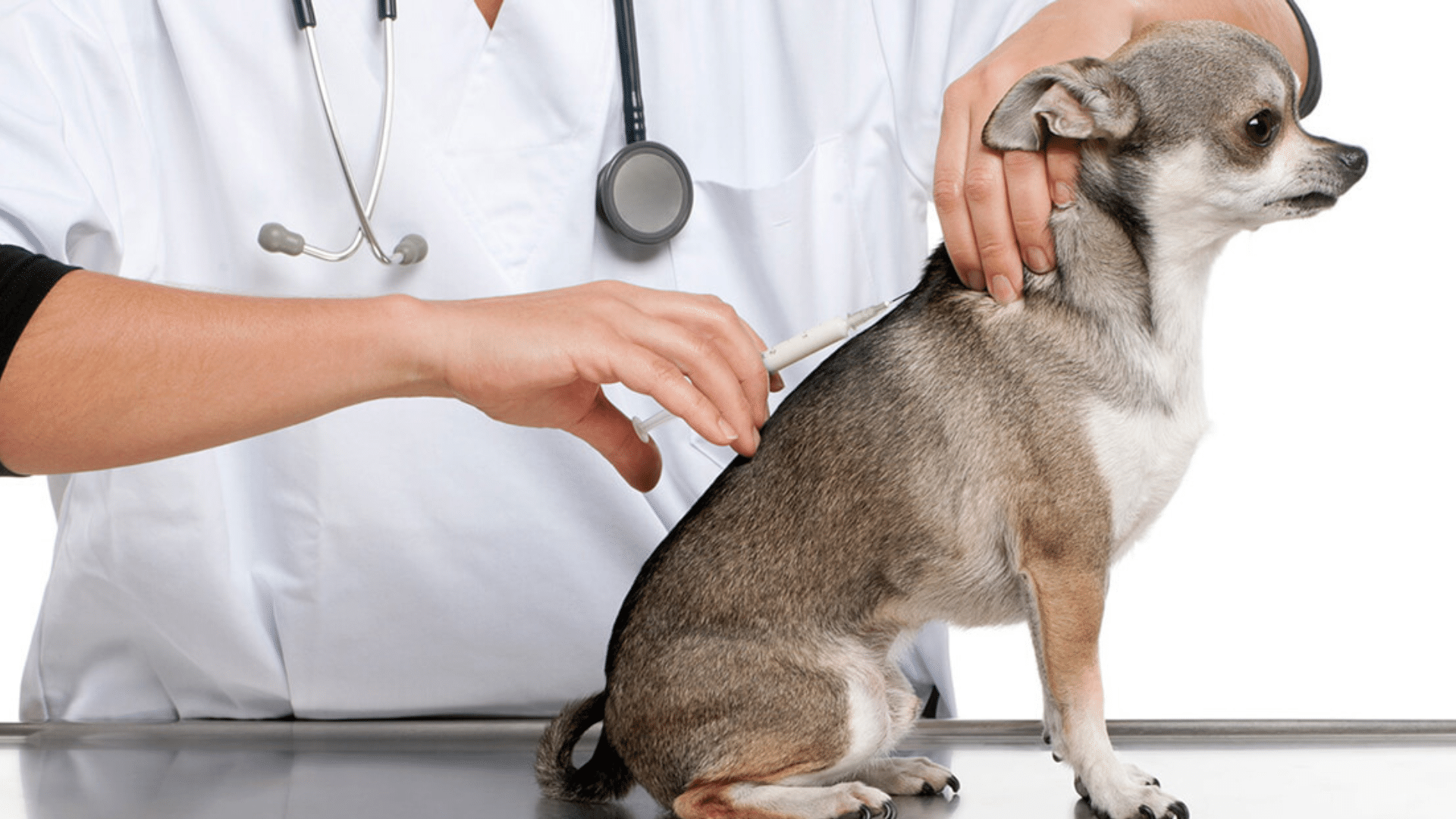 Official Rabies Vaccine Schedule for Dogs