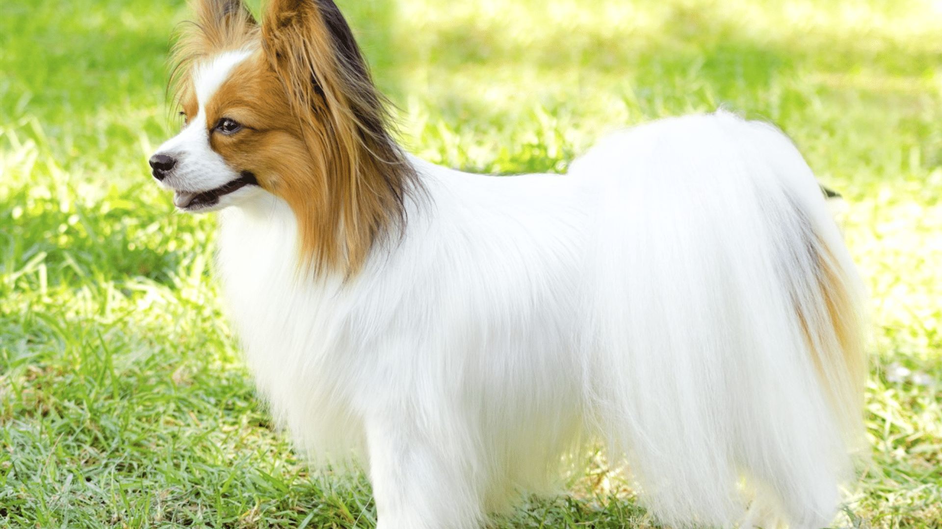 Papillon
