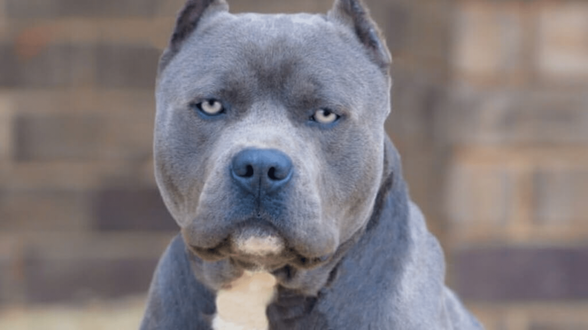 Pit-Bull