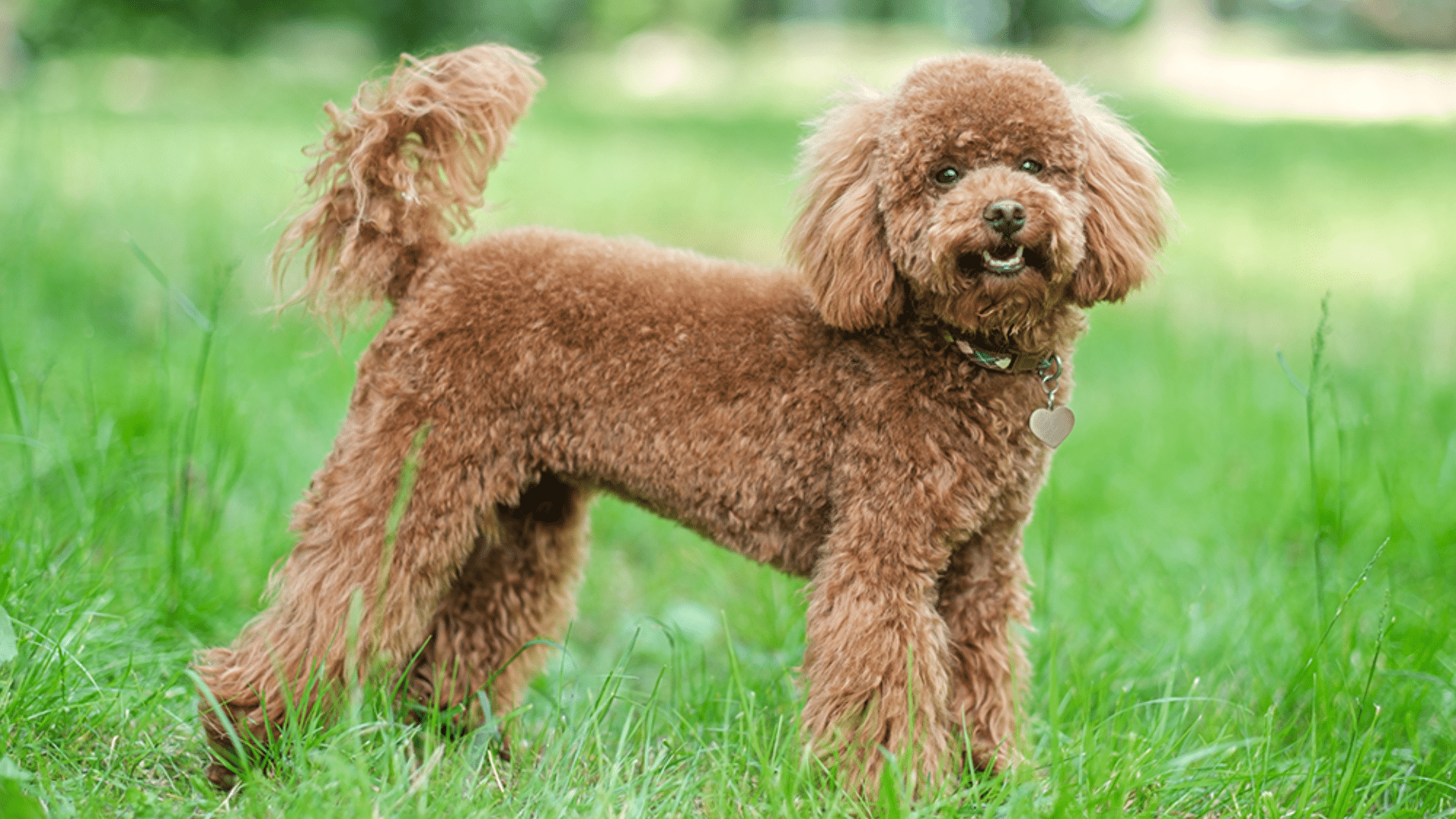 _Poodle