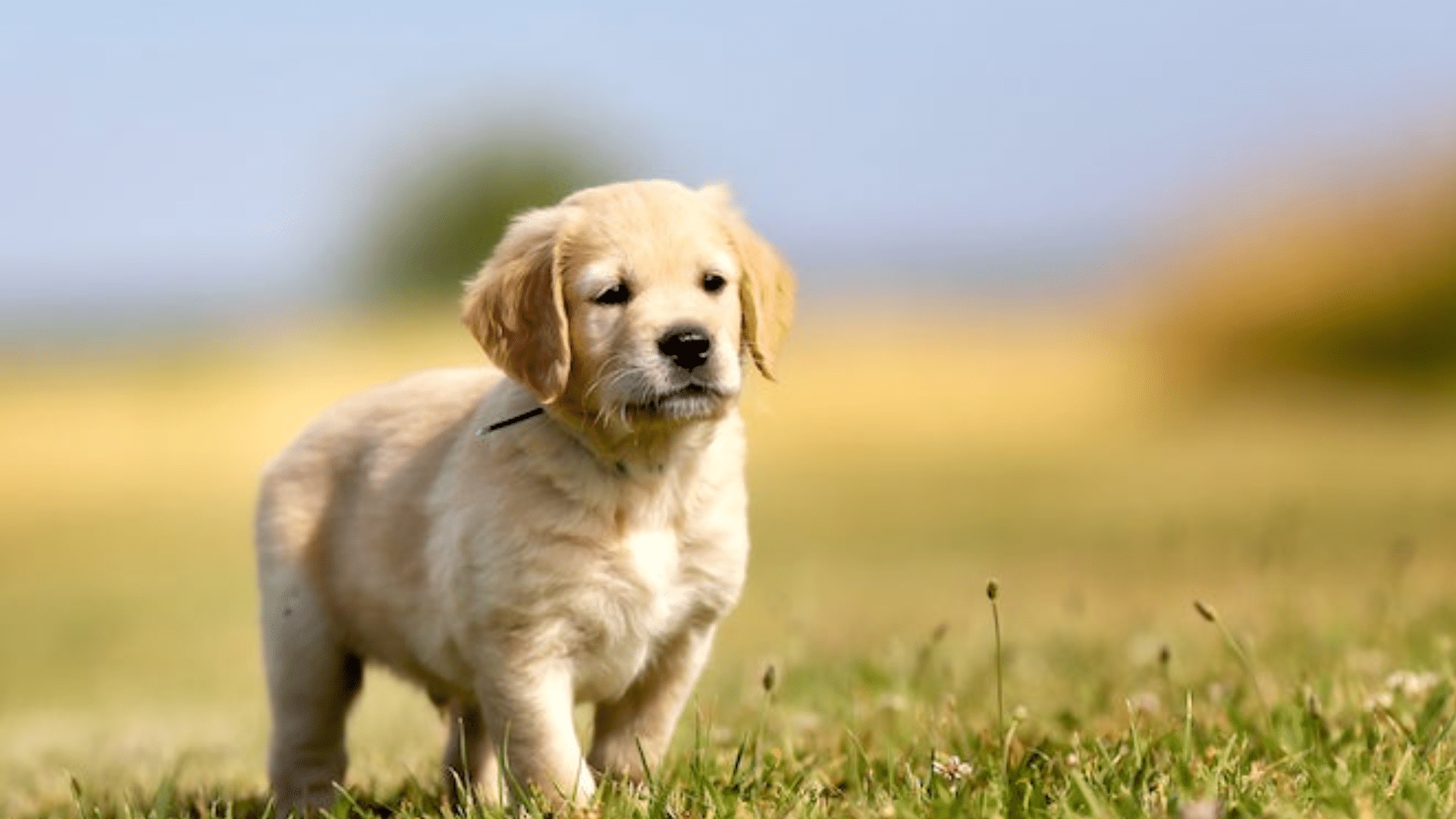 Puppy Years (0-2)