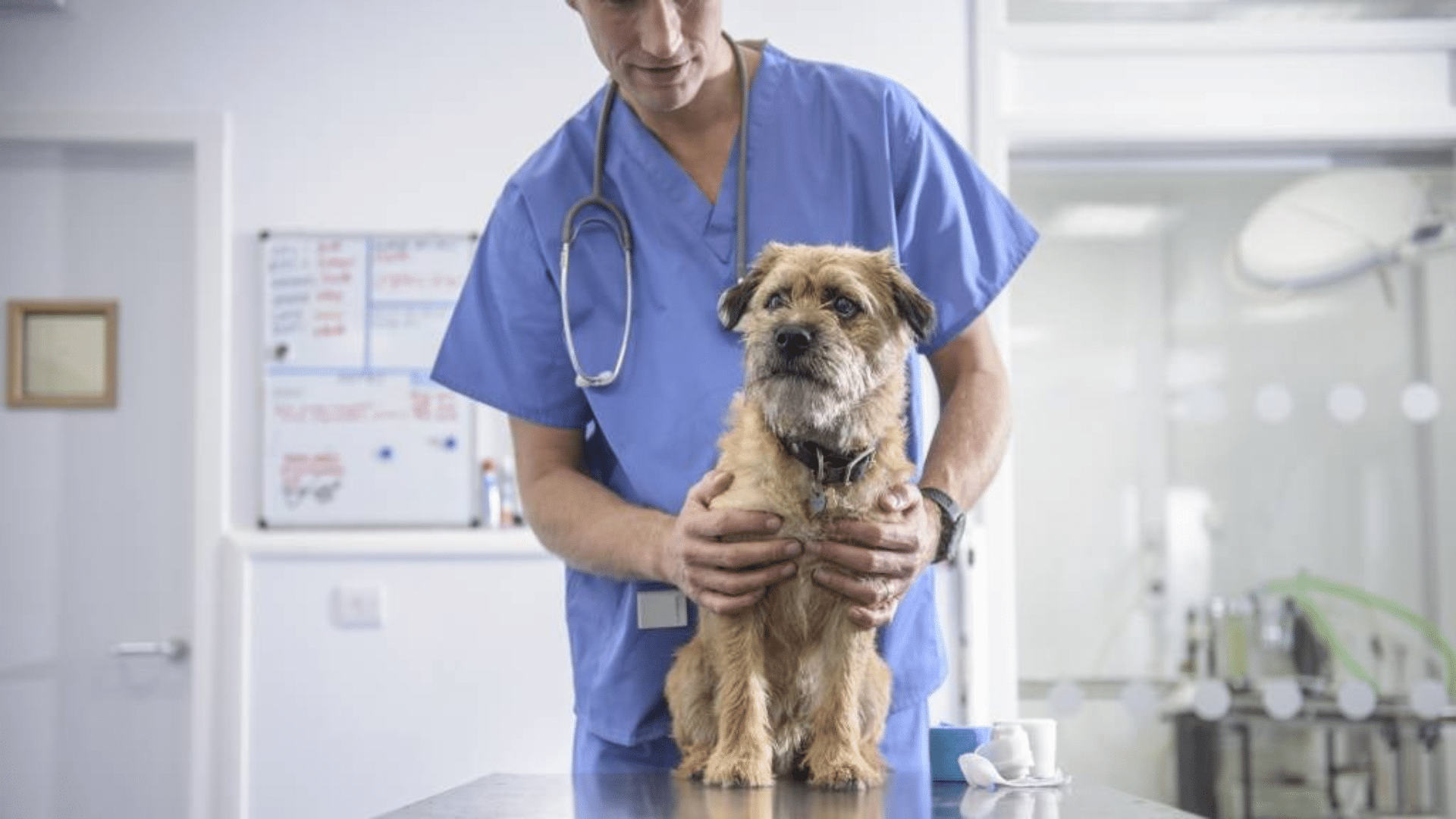 When to Call the Vet About a Pineapple Allergy in Your Dog