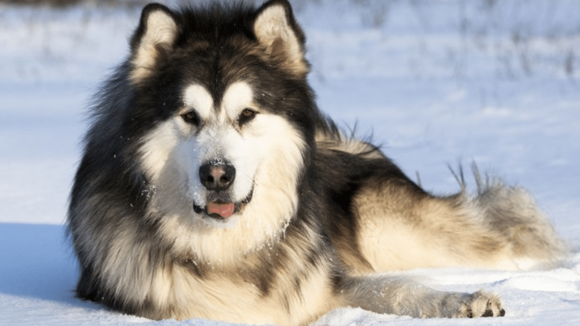 alaskan-malamute