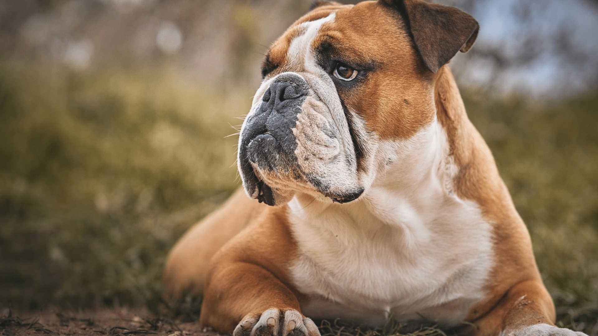 american+-bulldog