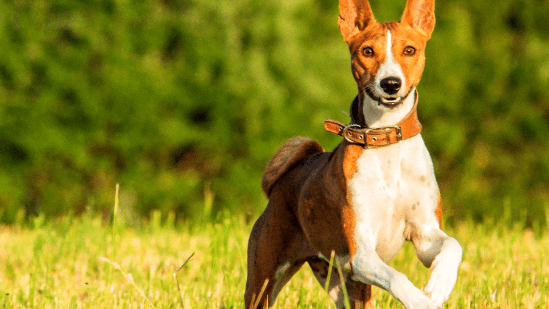 basenji