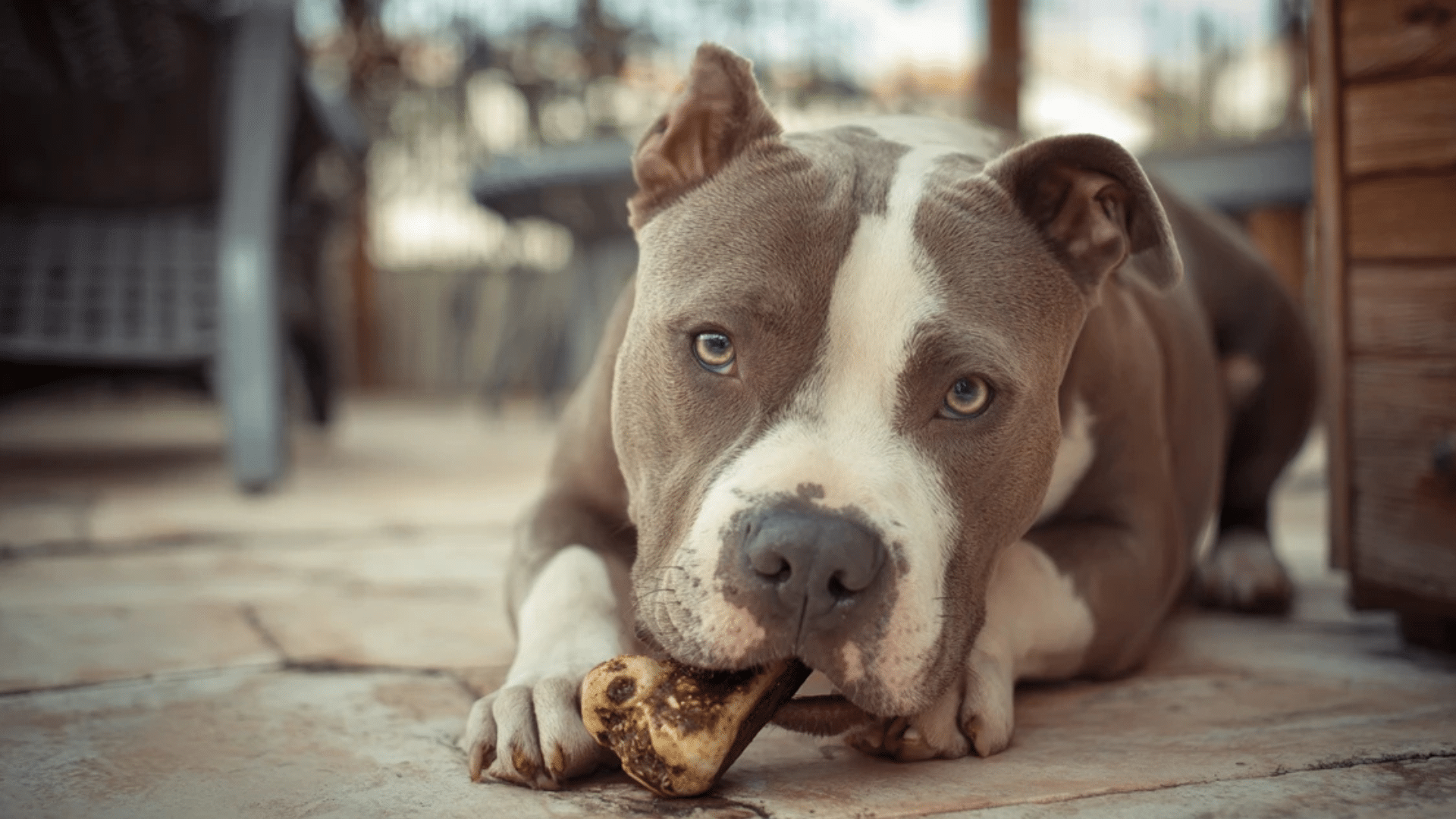 benebone-chew-toy
