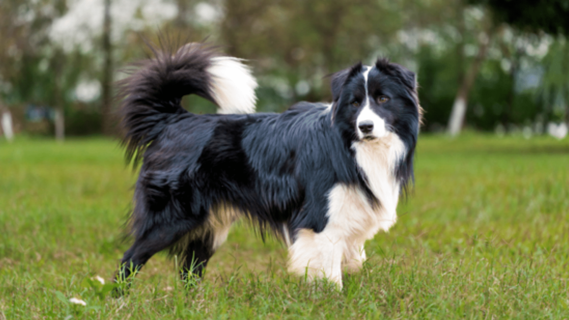 border+-collie