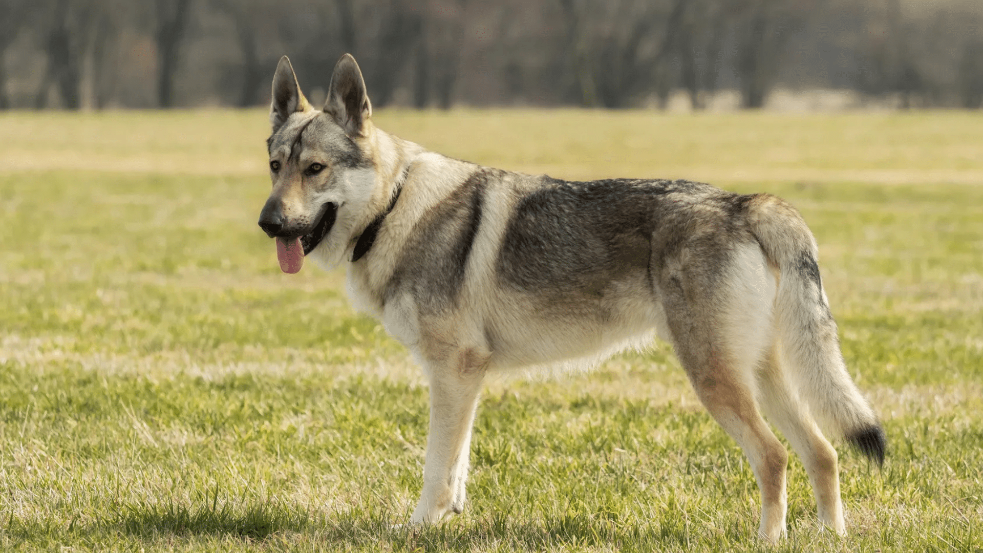 czechoslovakian-wolfdog