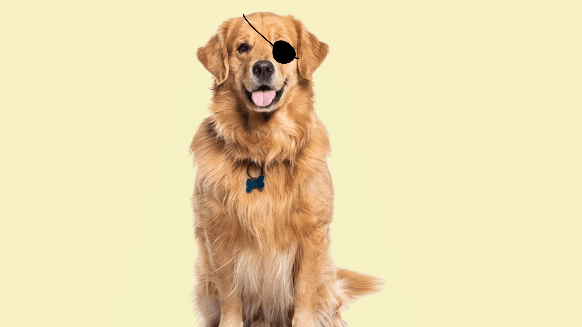dog eye injury