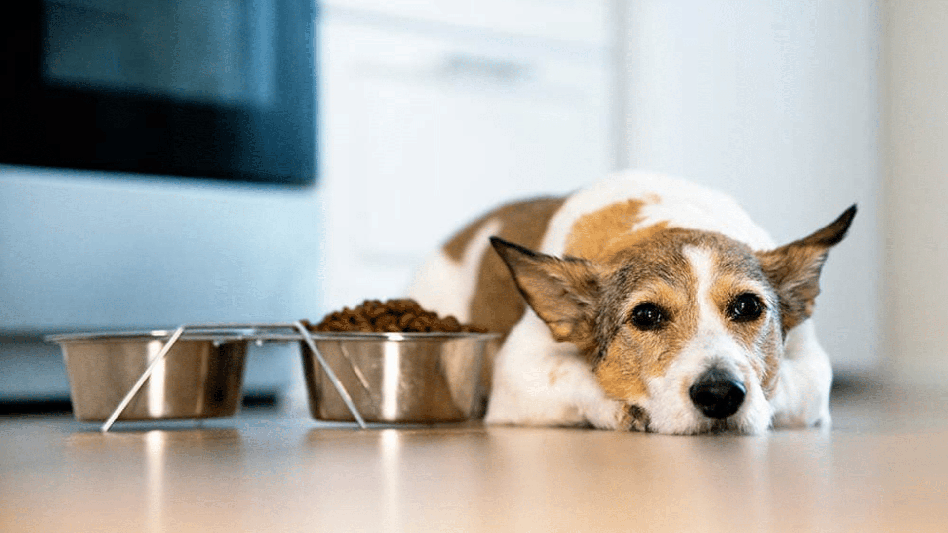 dog won't eat or drink