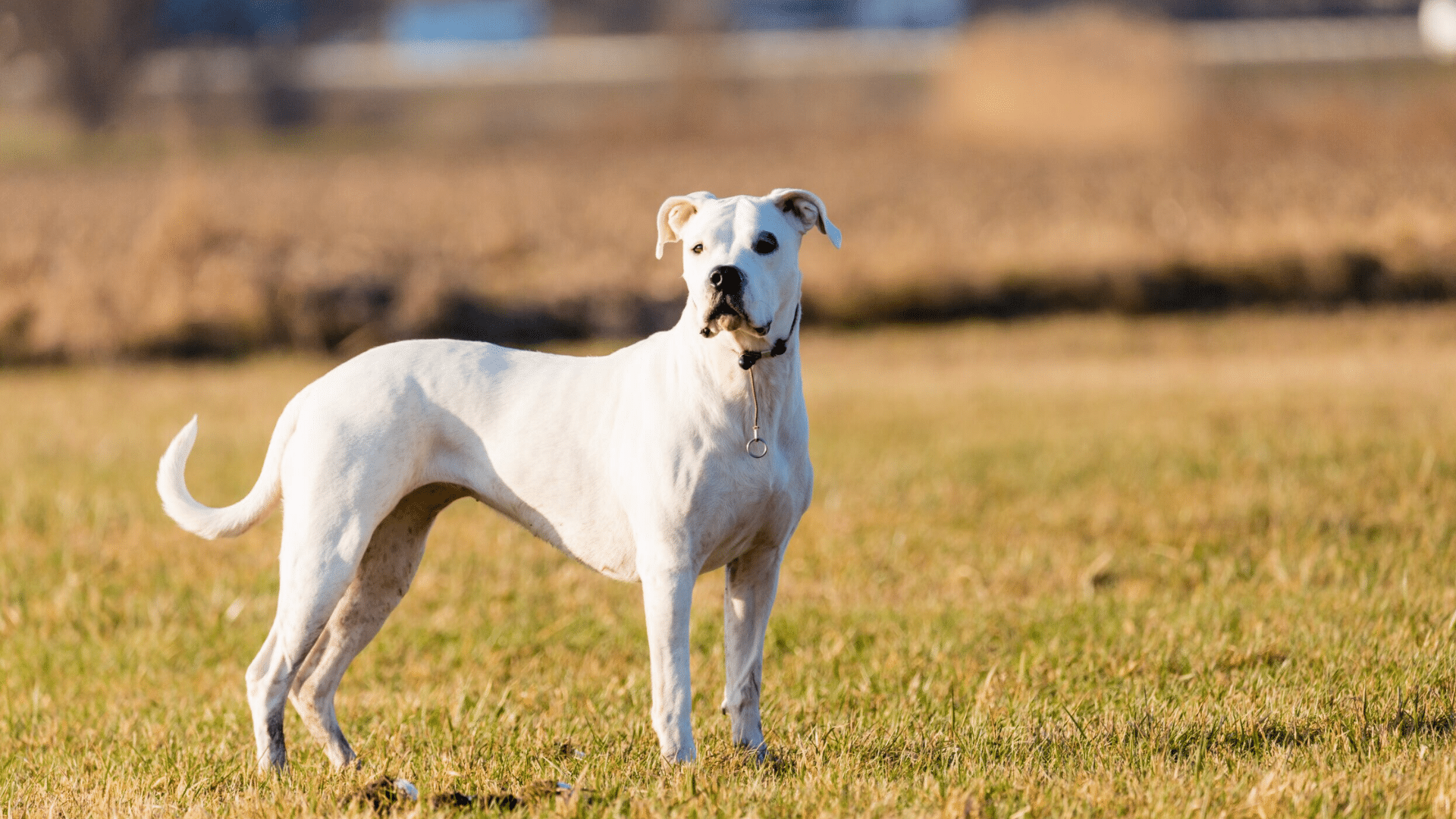 dogo-argentino