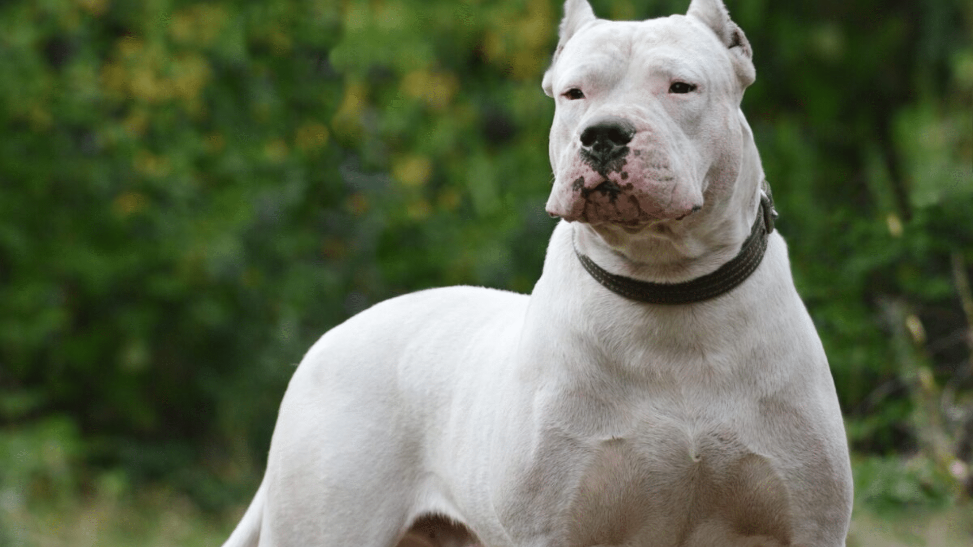 dogo-argentino