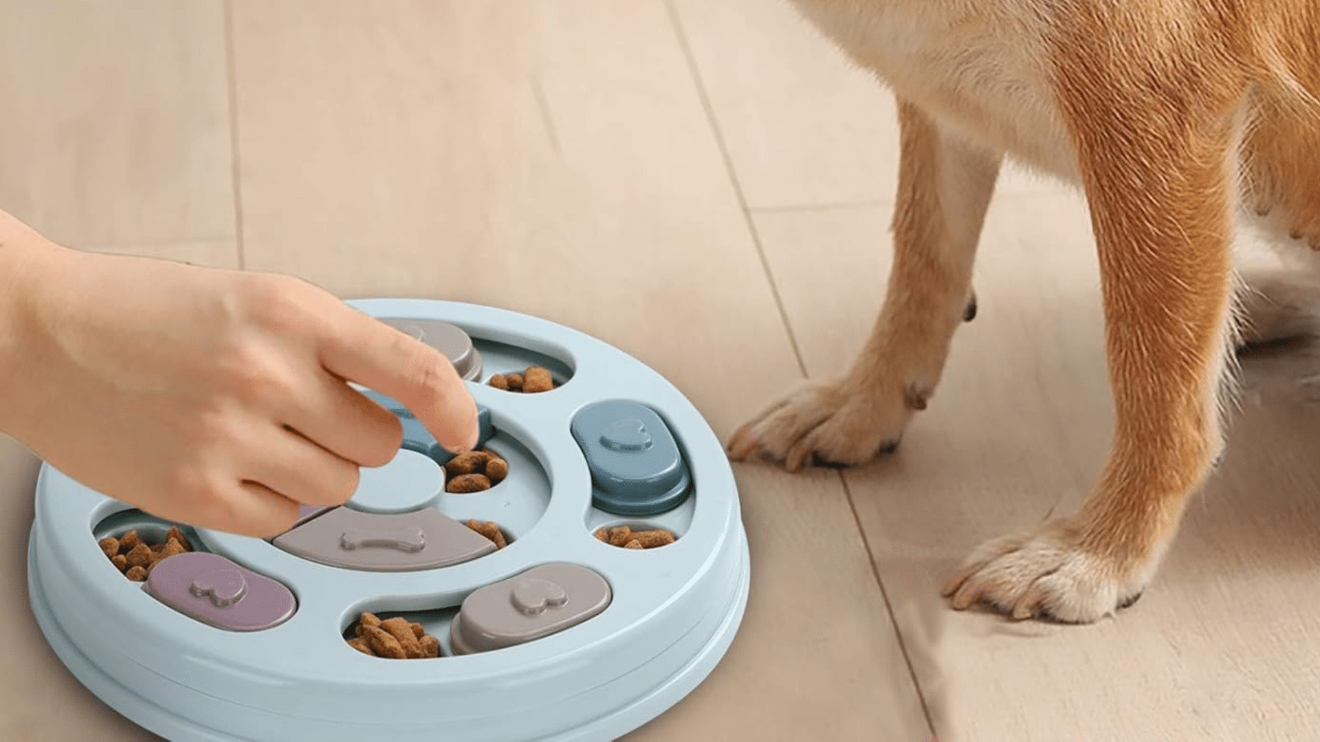 dr-catch-dog-puzzle