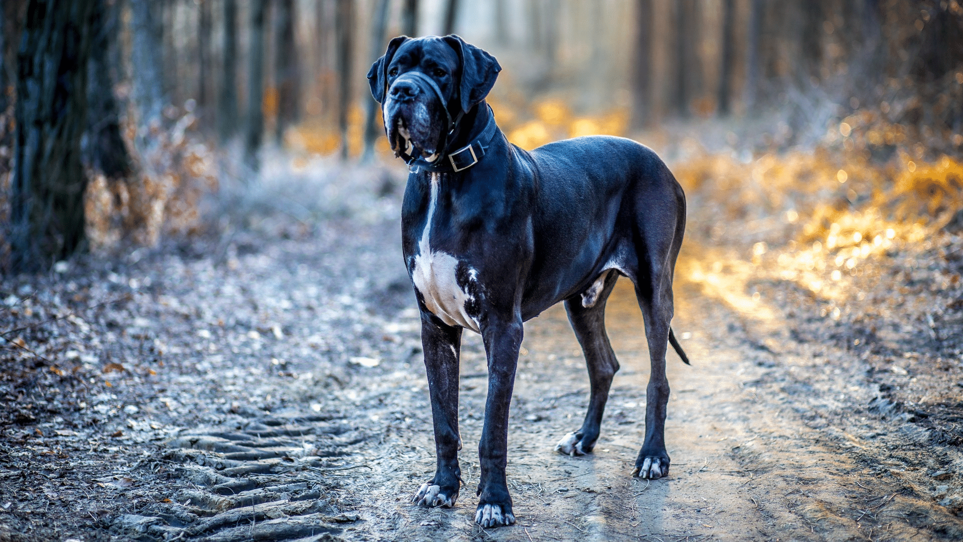 great-dane