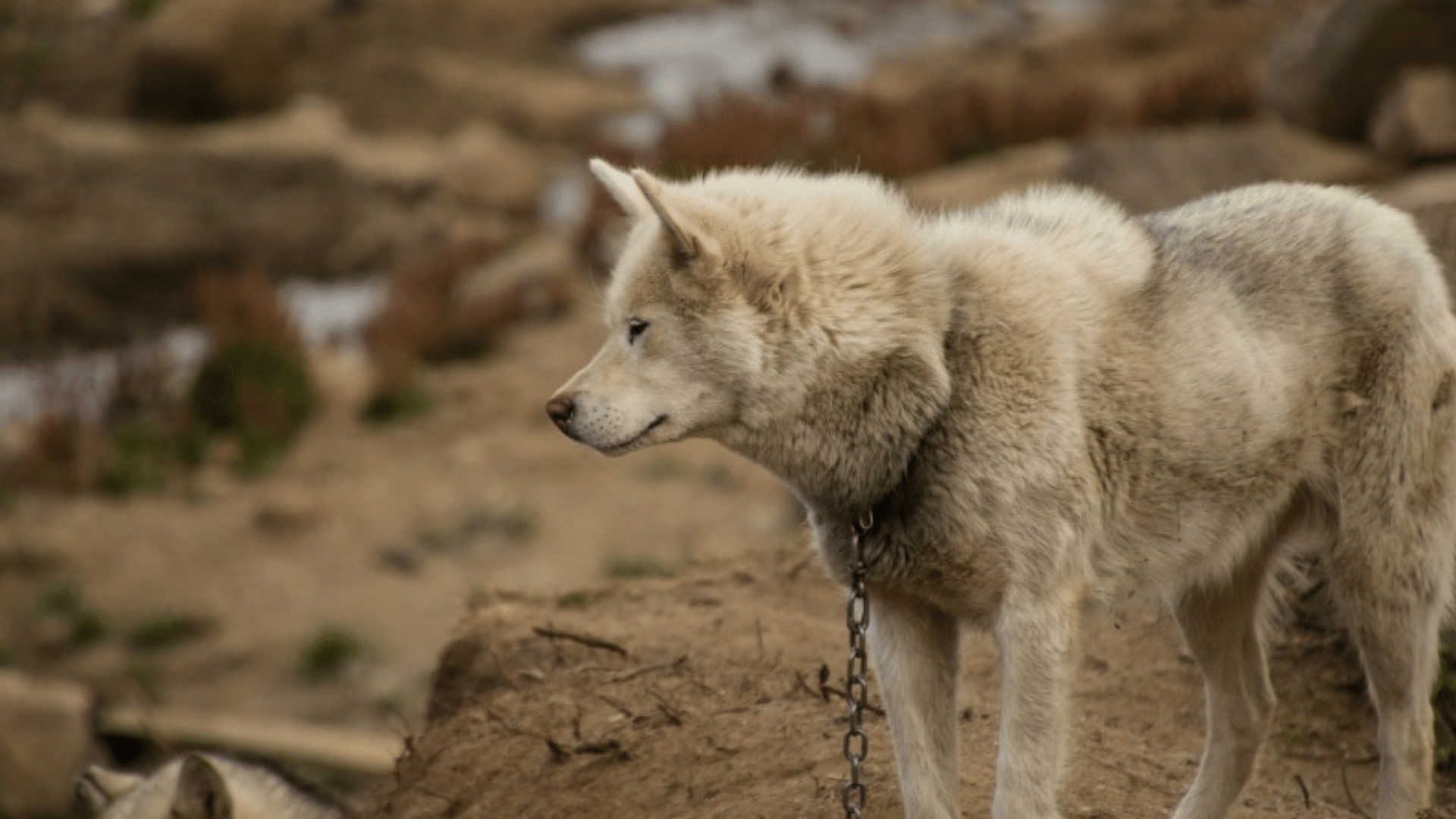 greenland-dog