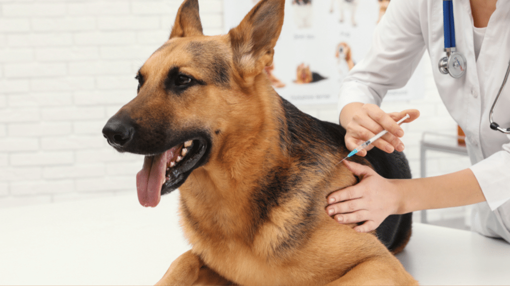 how often do dogs need rabies shots