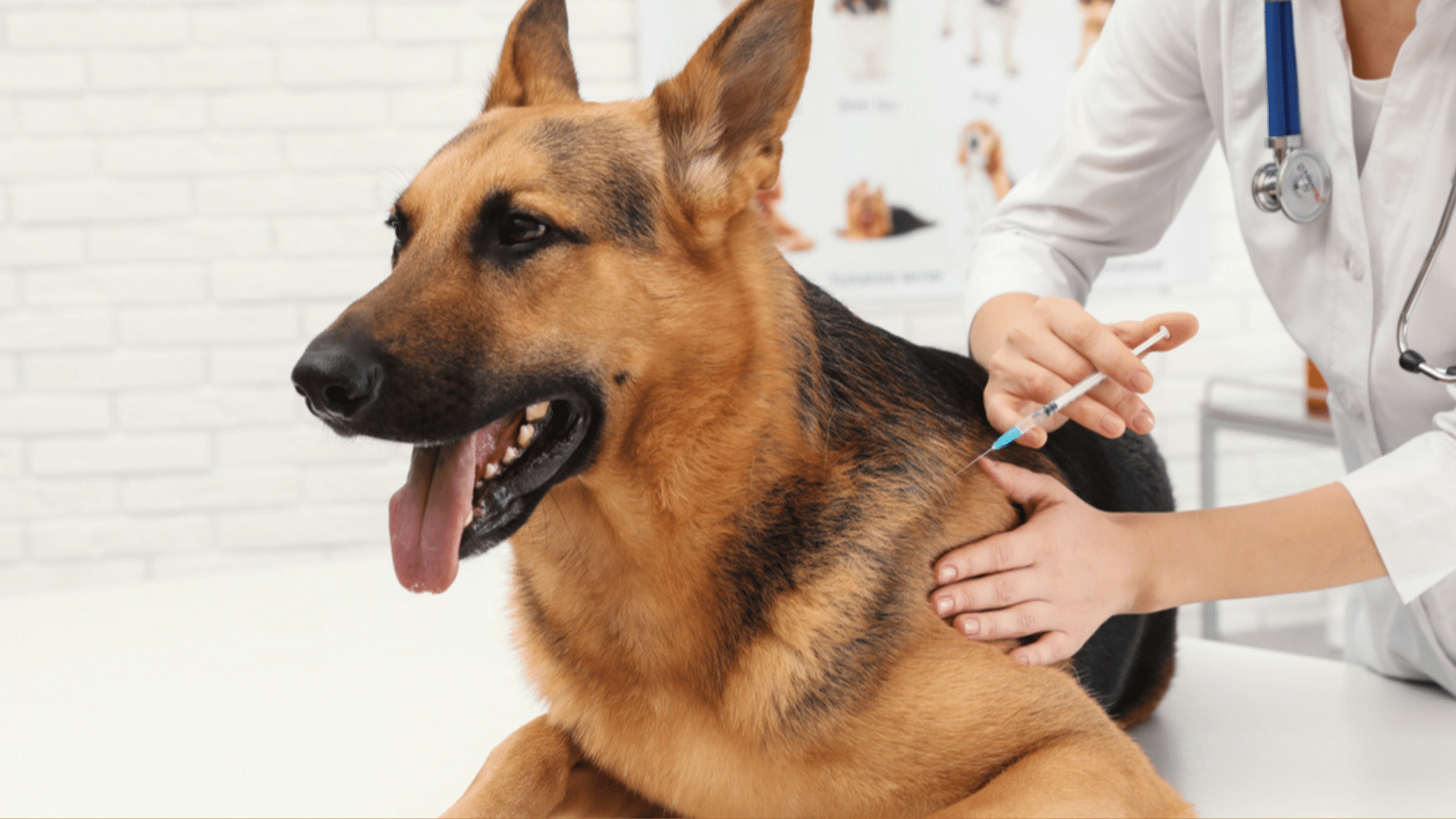 how often do dogs need rabies shots