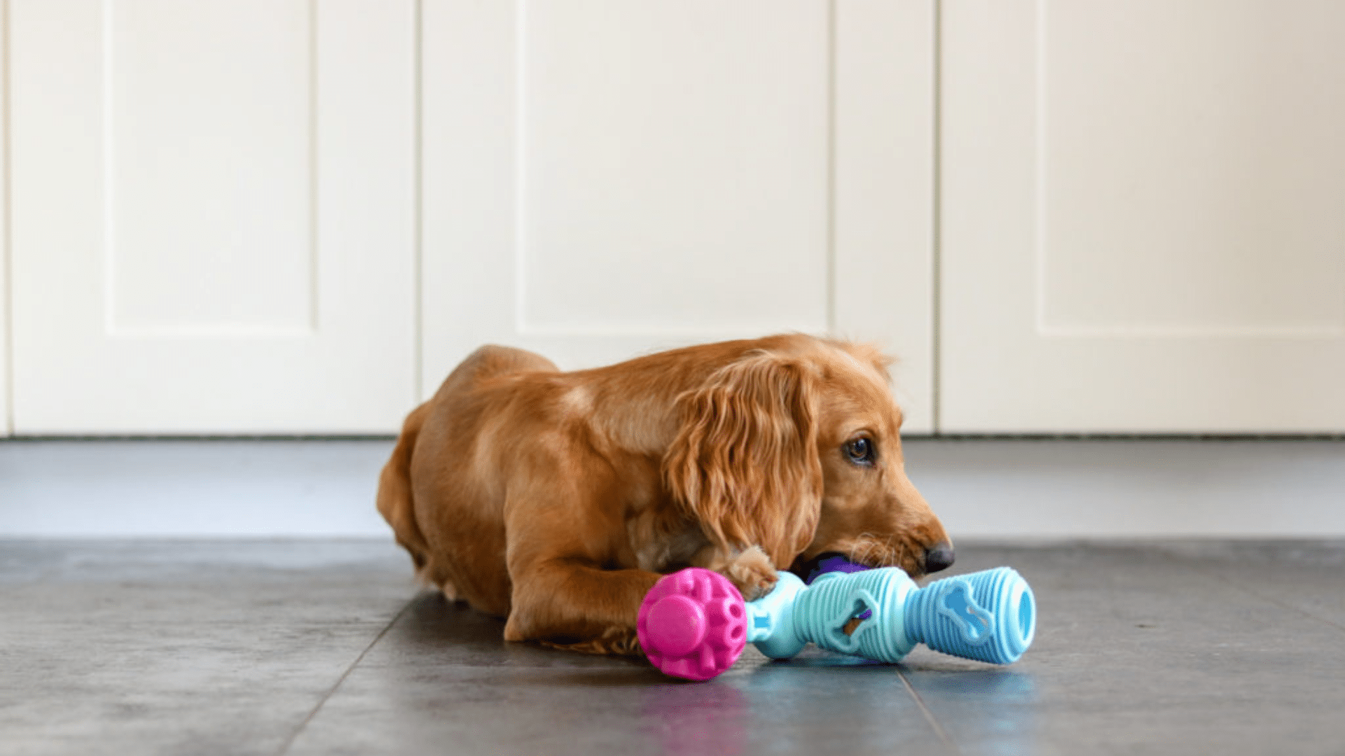 k9-connectables