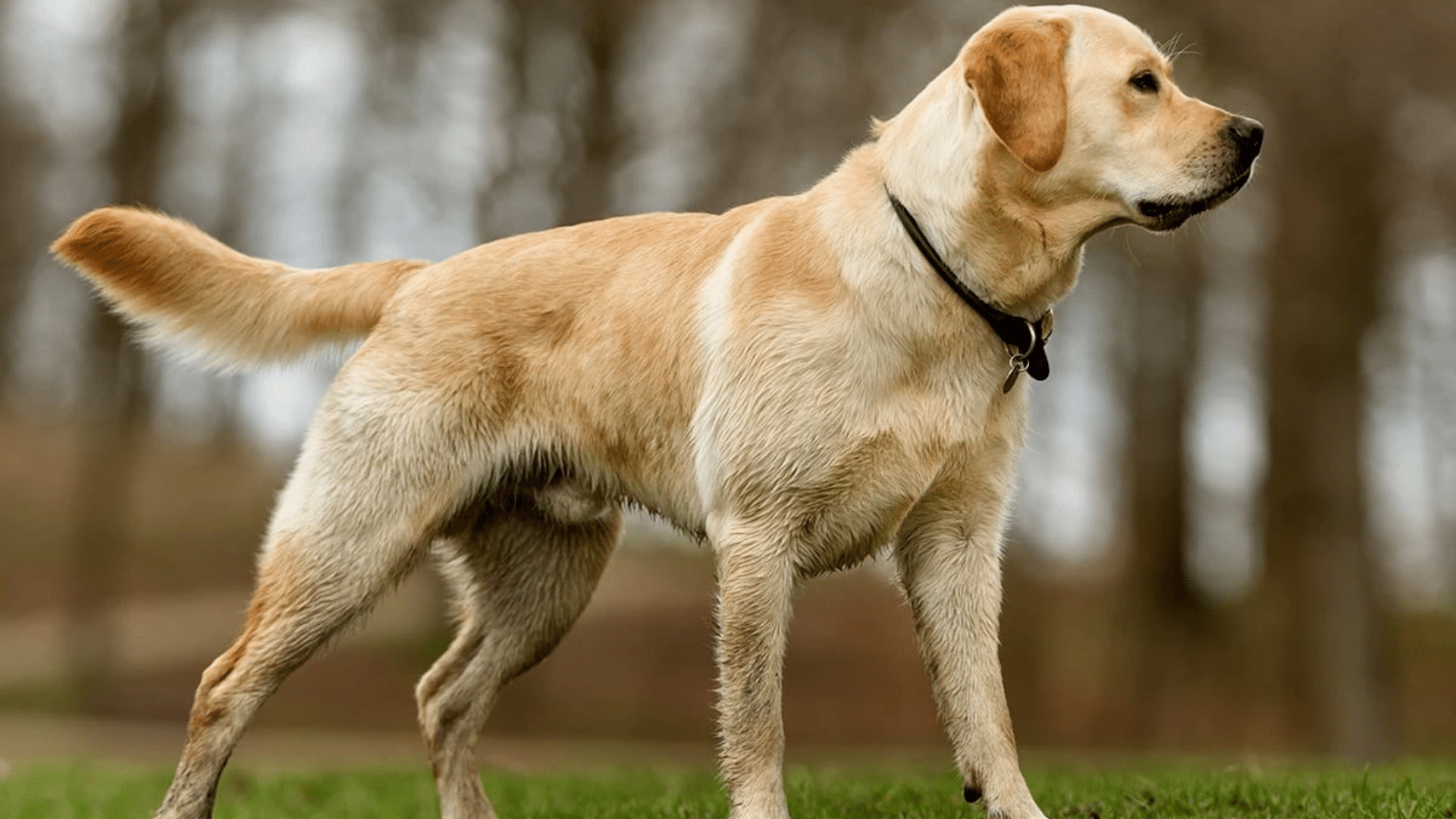 labrador-retriever