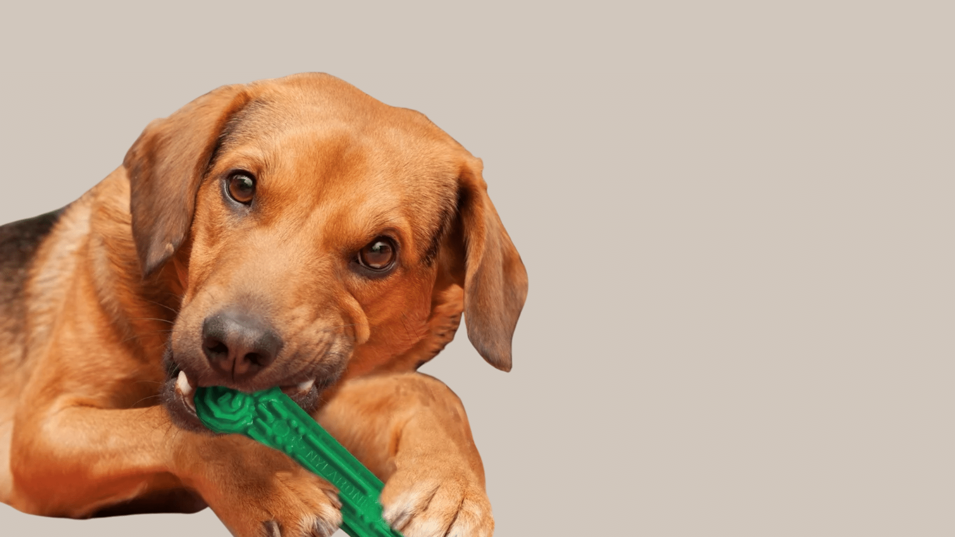 nylabone-power-chew