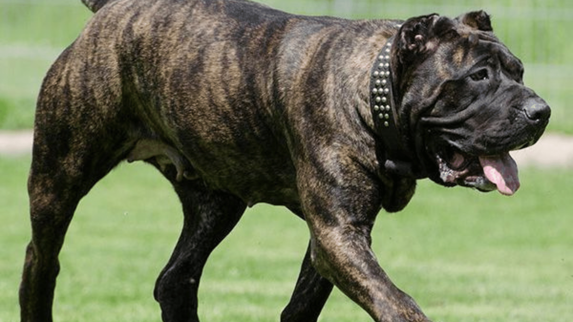 presa-canario