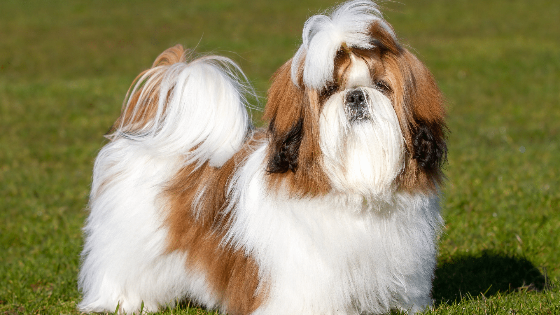 shih-tzu