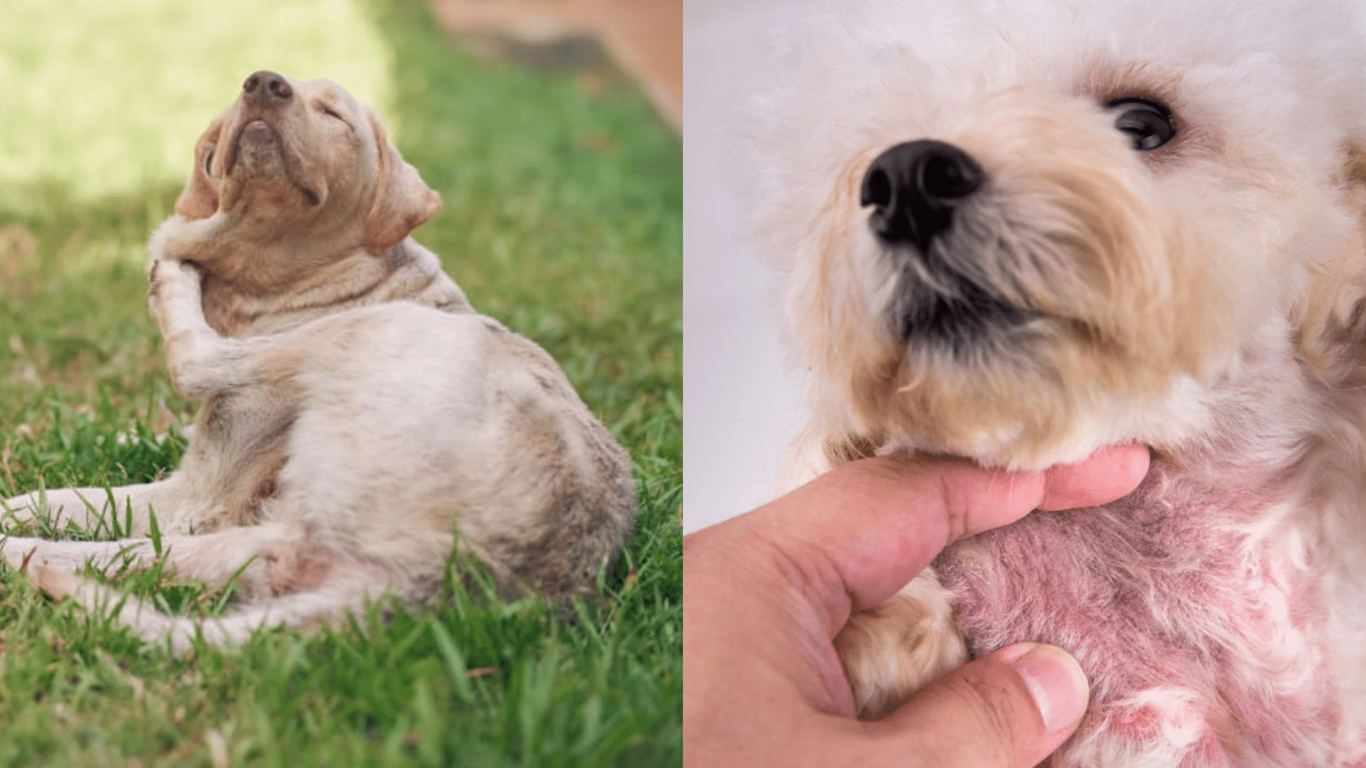 signs-and-symptoms-of-itchy-skin-in-dogs