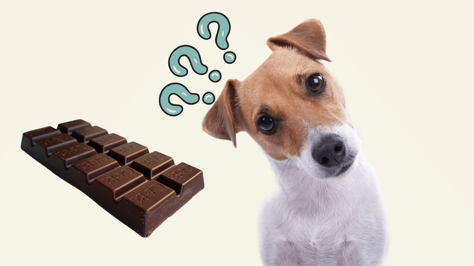 Fresh Look at Understanding The Symptoms Of Chocolate Poisoning In Dogs