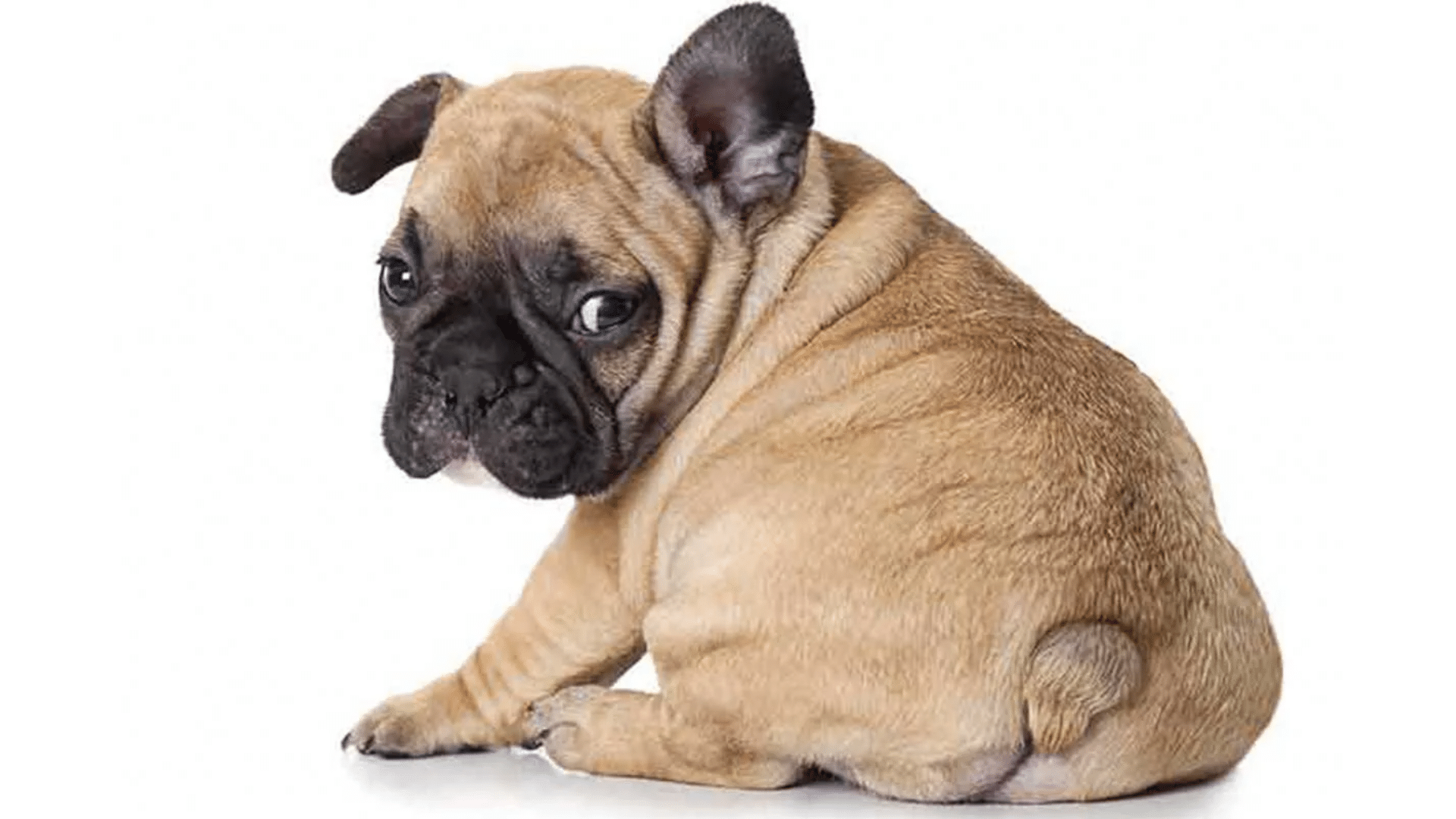 thick-root-Tail