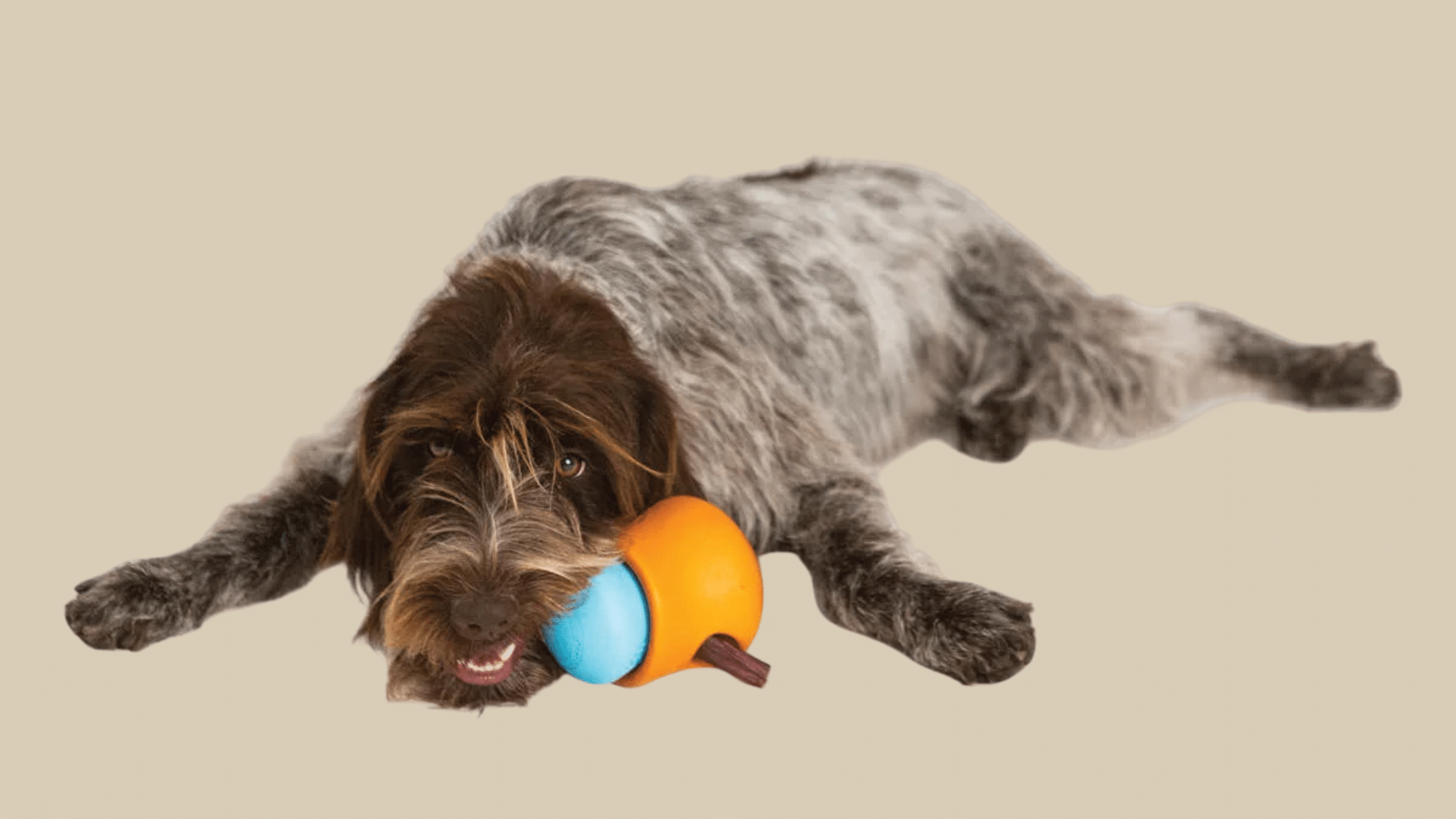 west-paw-toppl (1)