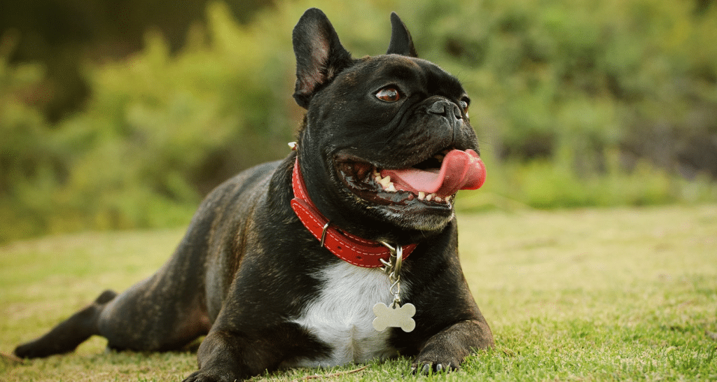 why does my dog breathe heavy