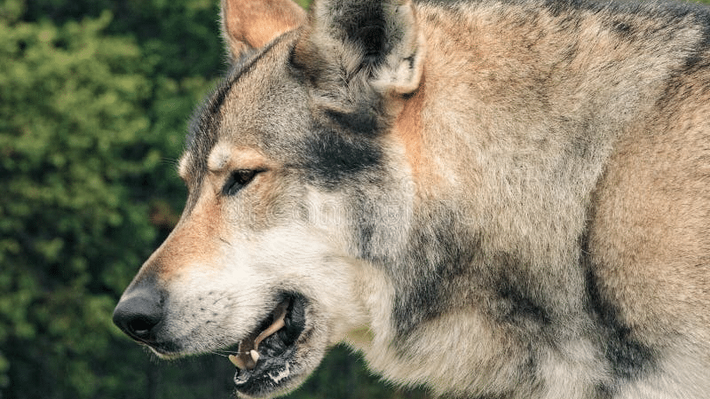 wolf-hybrid