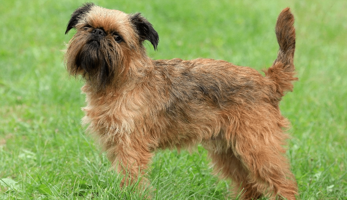 Brussels Griffon