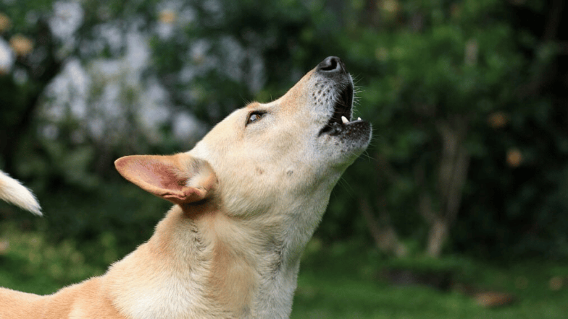 how to interpret your dogs howling behavior