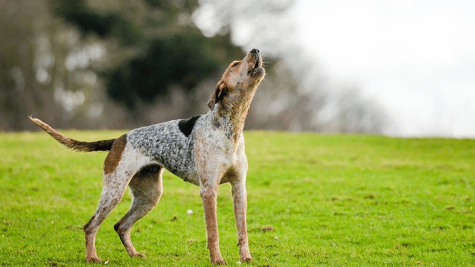 Why Do Dogs Howl The Real Reasons Behind This Behavior Golden Daily 