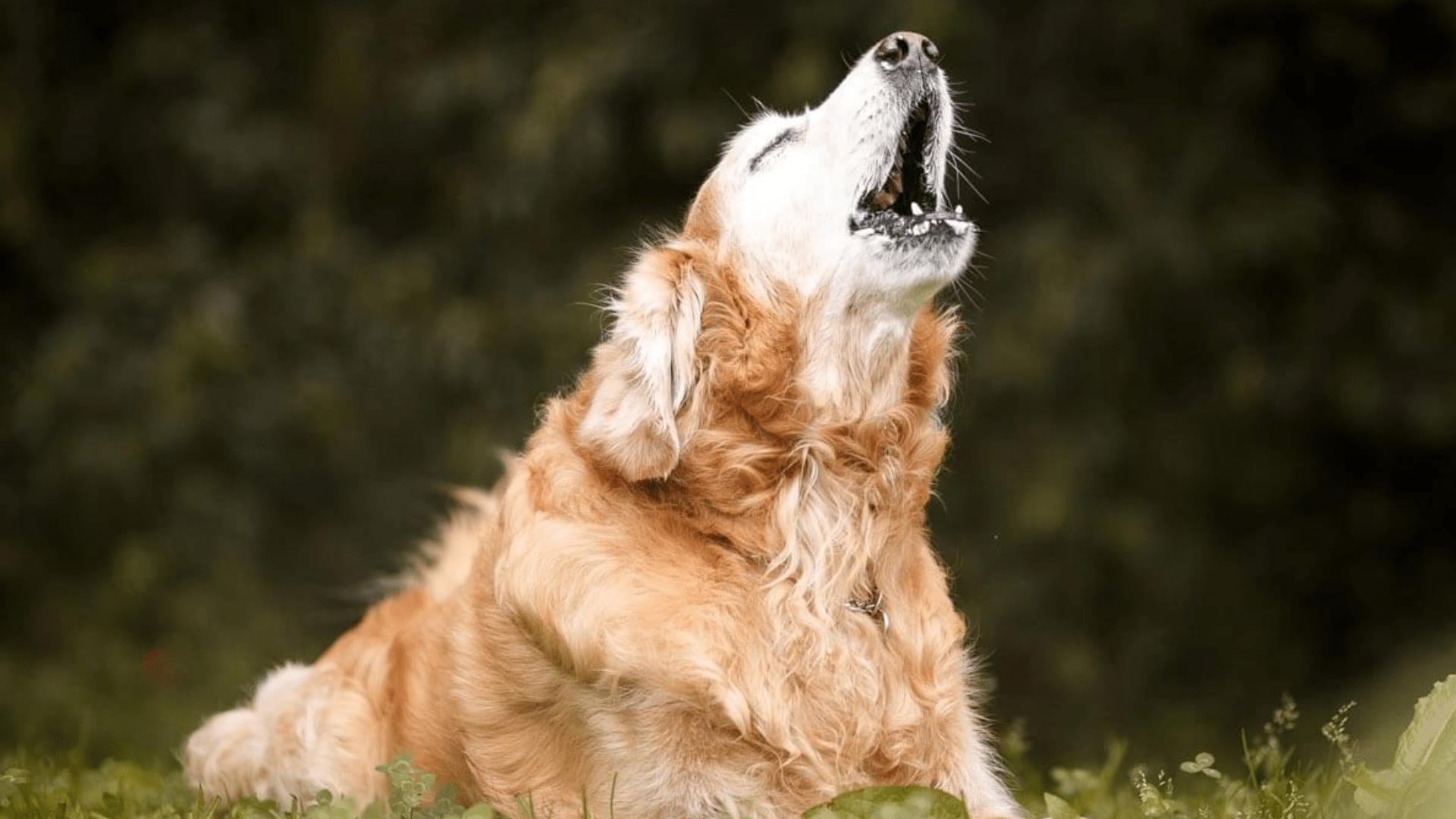 why do dogs howl when you howl
