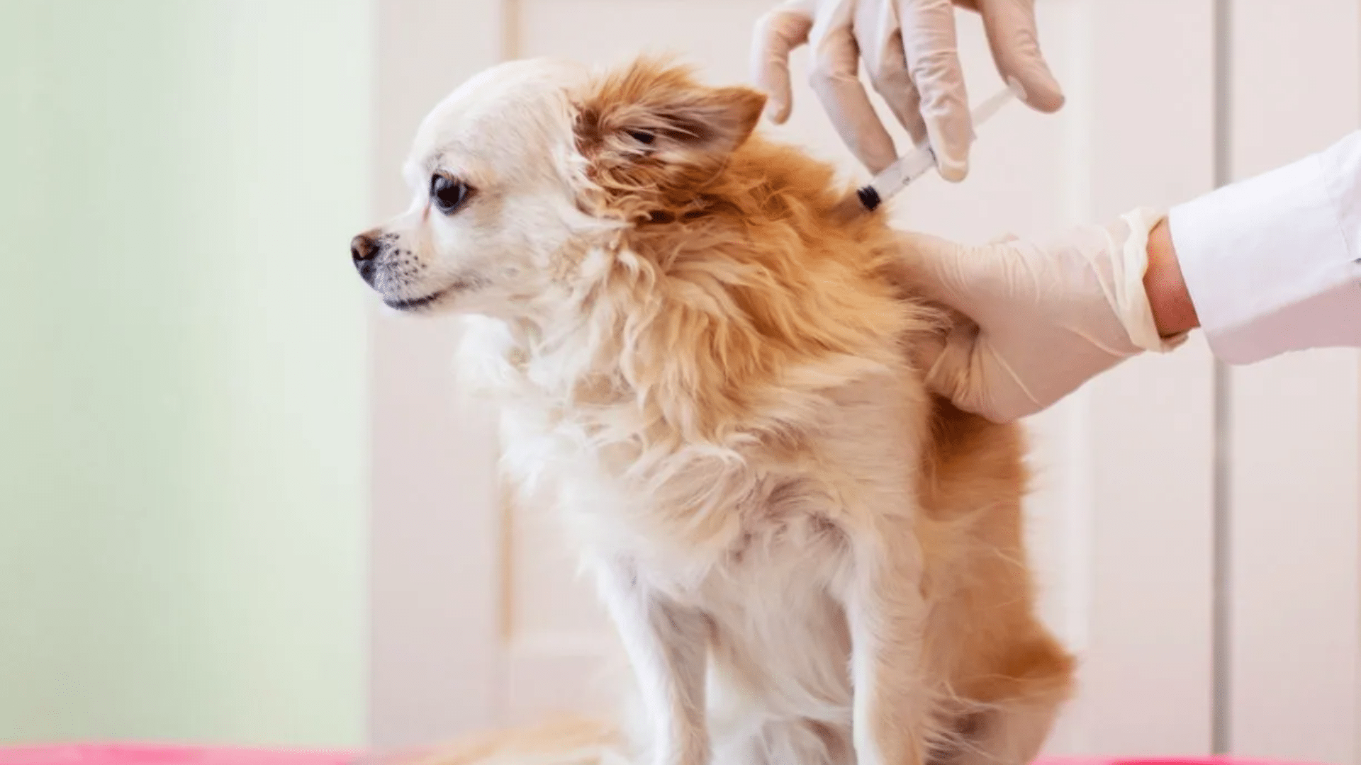 Puppy Vaccine Schedule