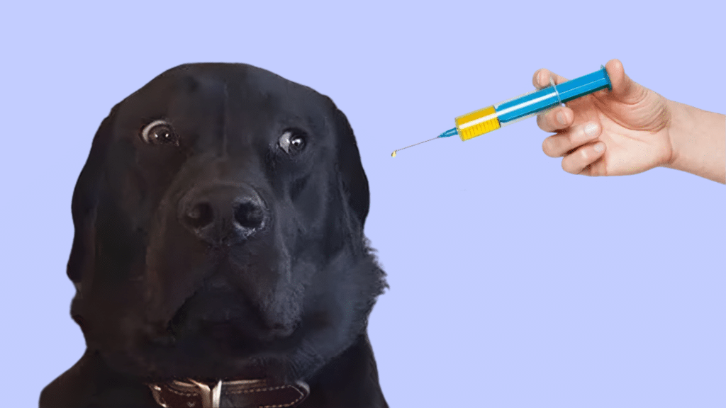 what is the ideal puppy vaccination schedule